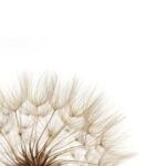 Dandelion A2