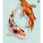 Ohora Koson guldfisk