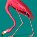 Flamingo plakat