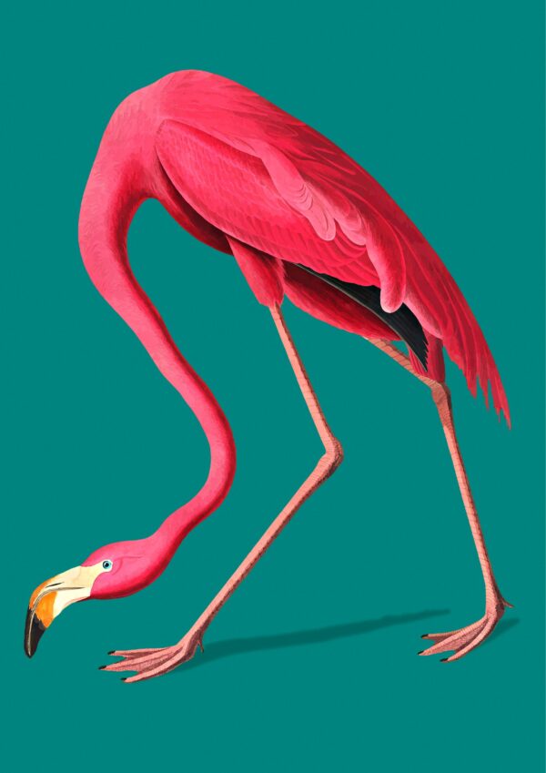 Flamingo plakat