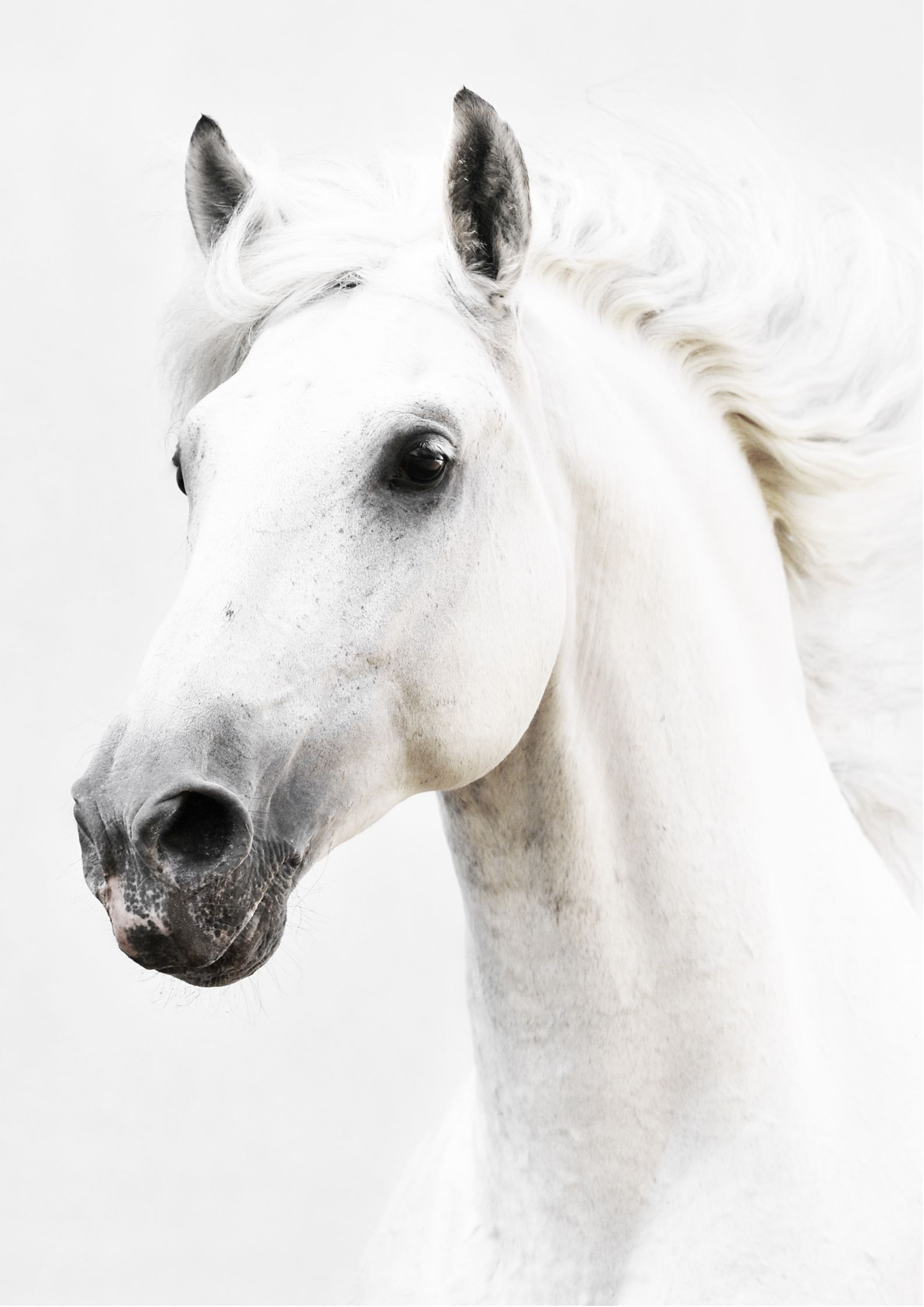 Hvid hest - ByKvist