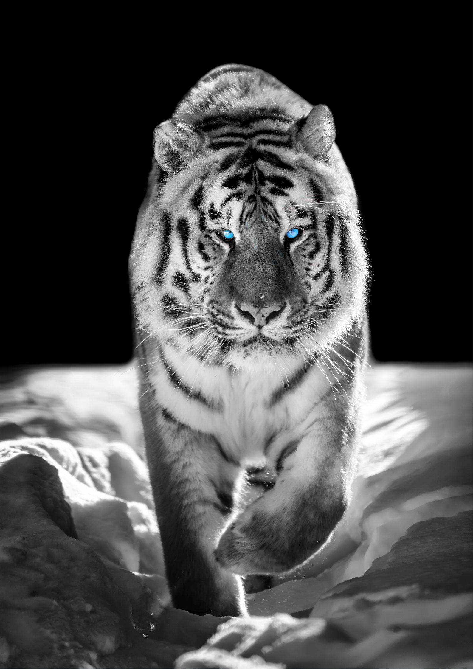 Design uden navn - 2022-10-31T230928.615 Tiger plakat