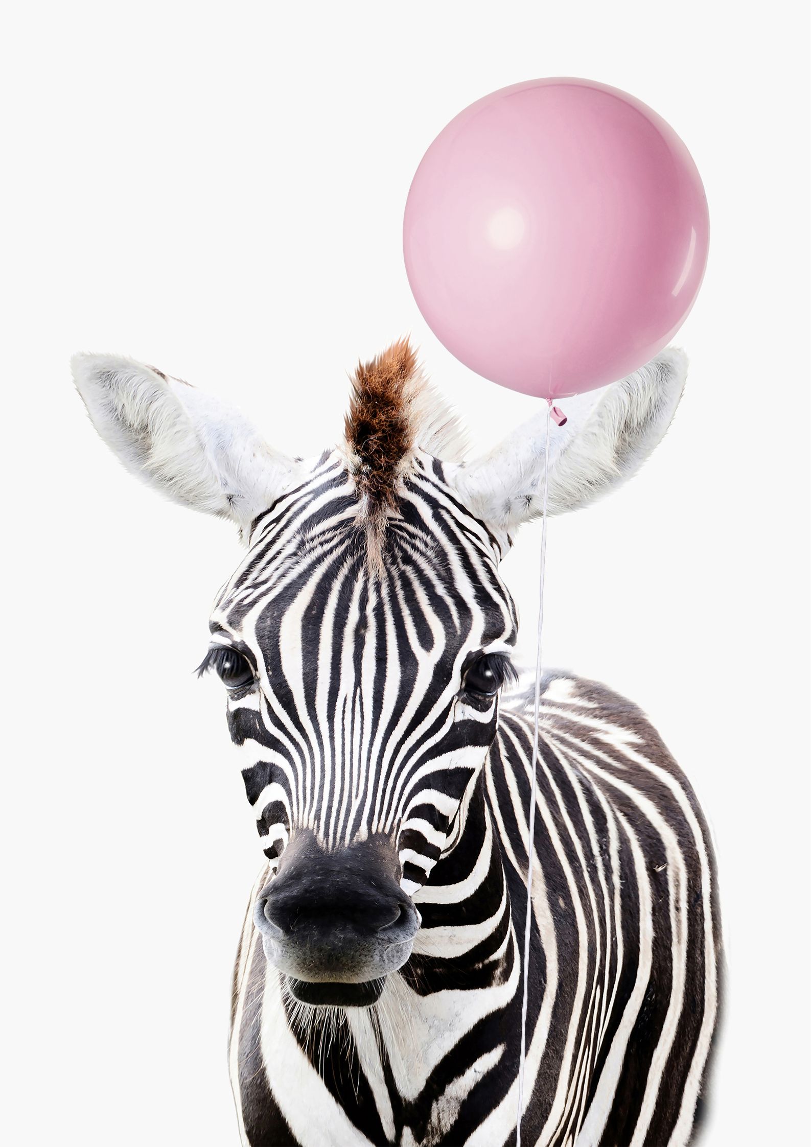 Zebra plakat