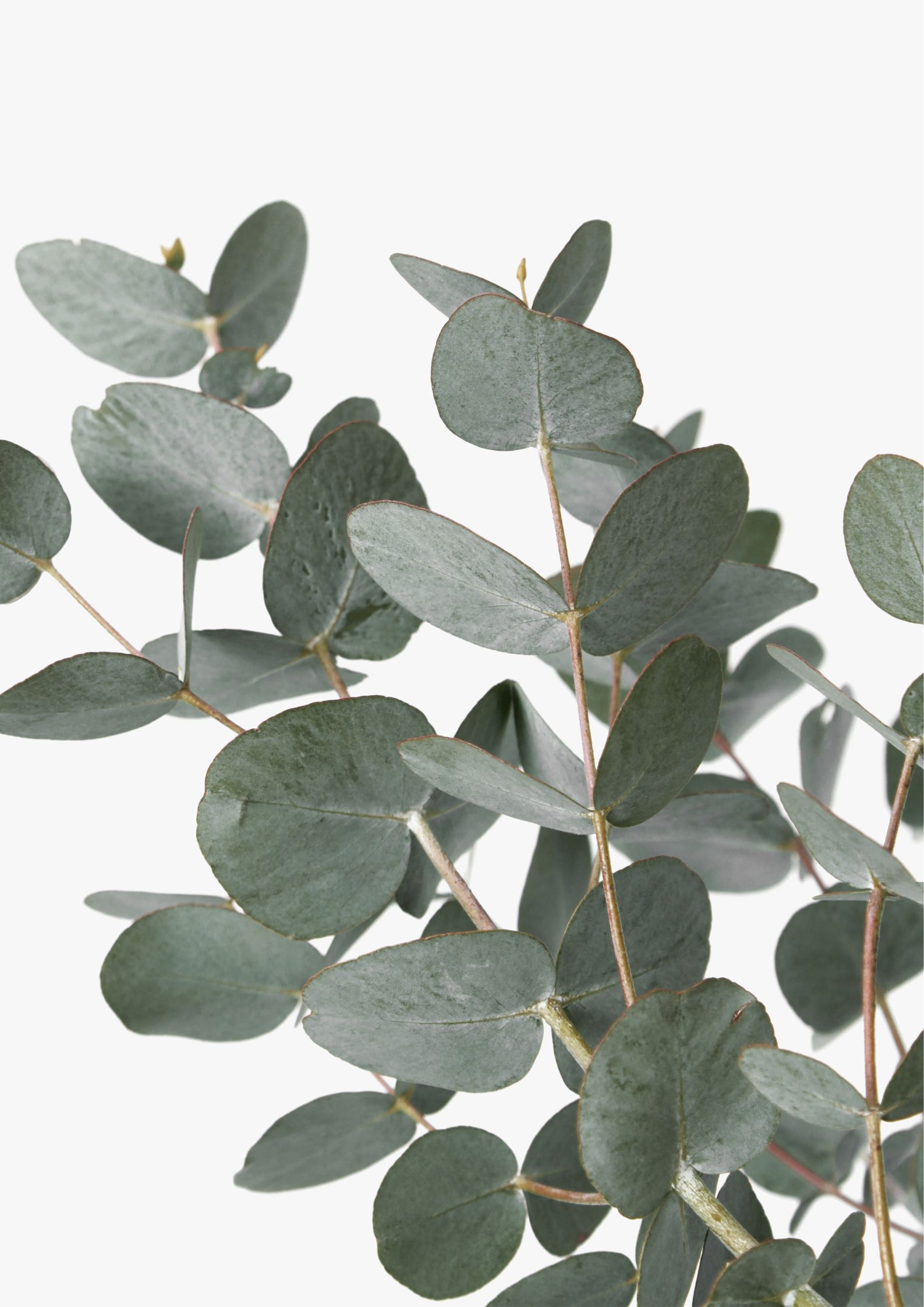 Design uden navn (50) Eukalyptus plakat