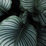 Plakat med grønne blade