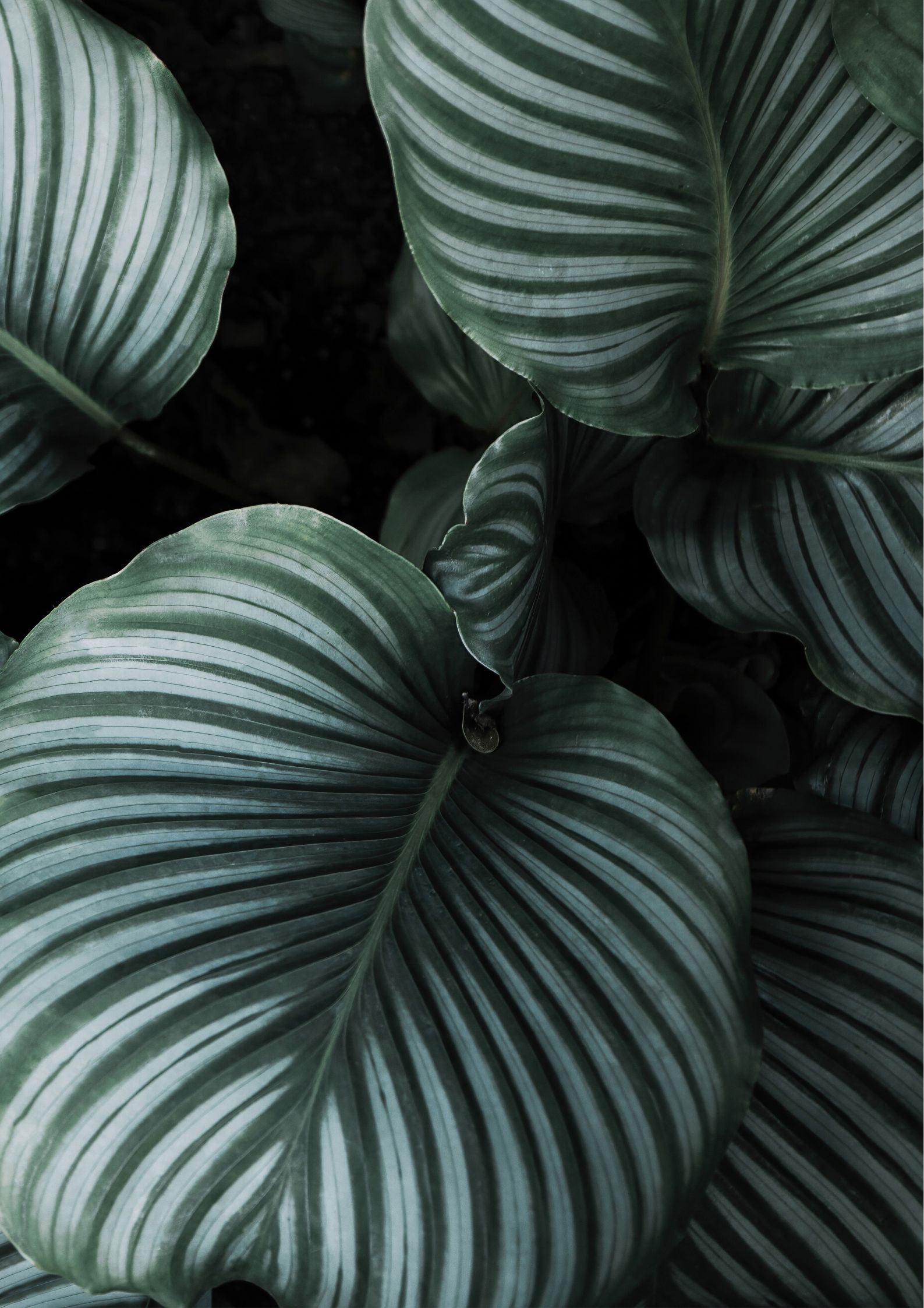 Plakat med grønne blade