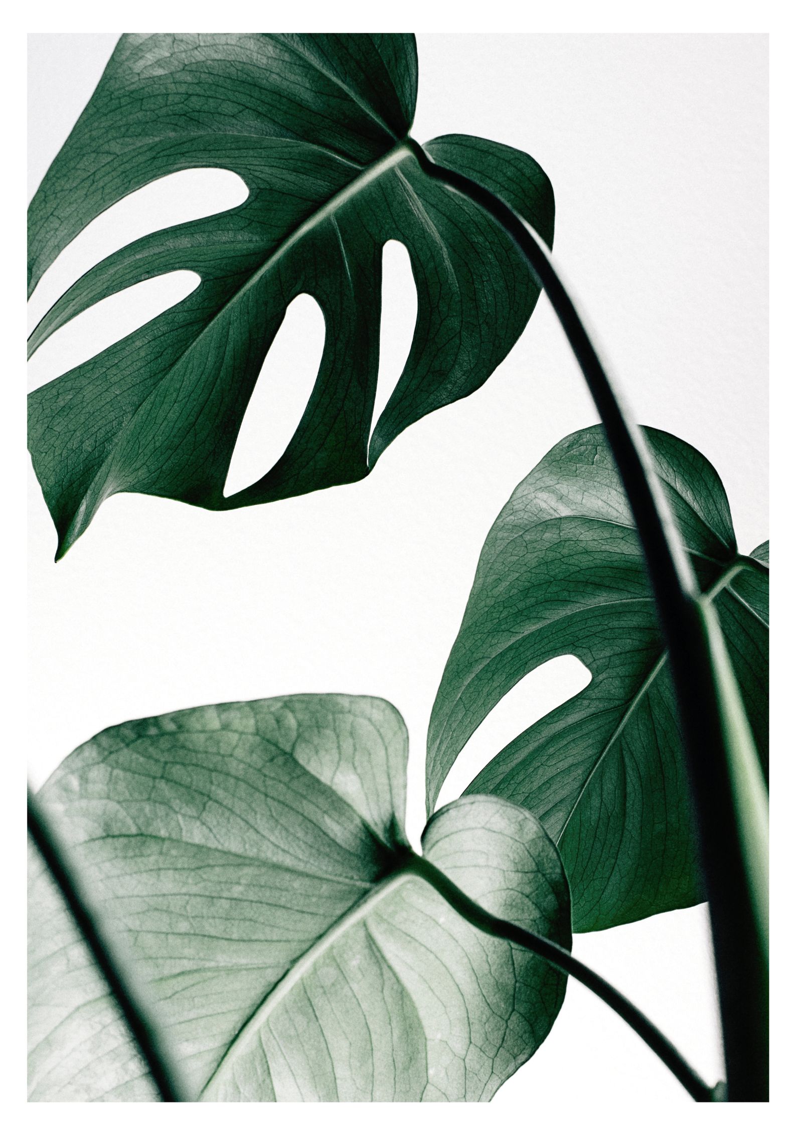 Monstera plakat