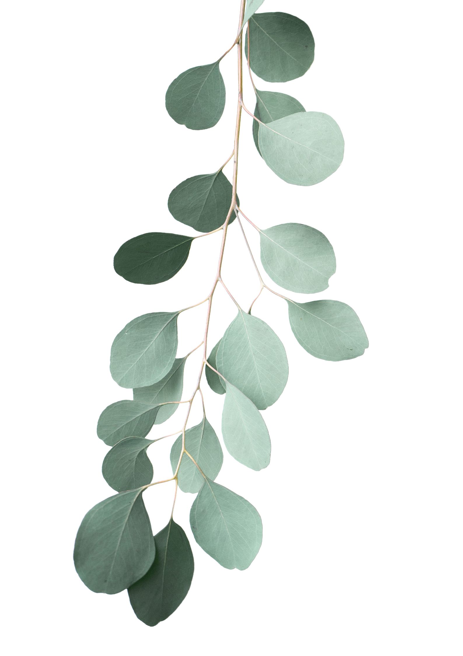 Design uden navn (63) Eukalyptus plakat