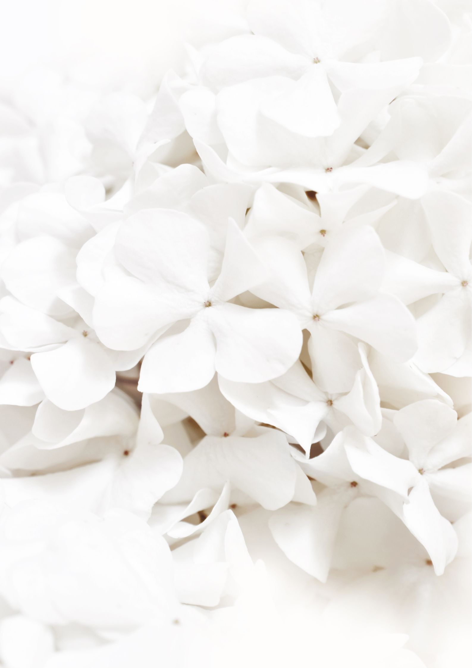 Design uden navn (64) Lys blomster plakat