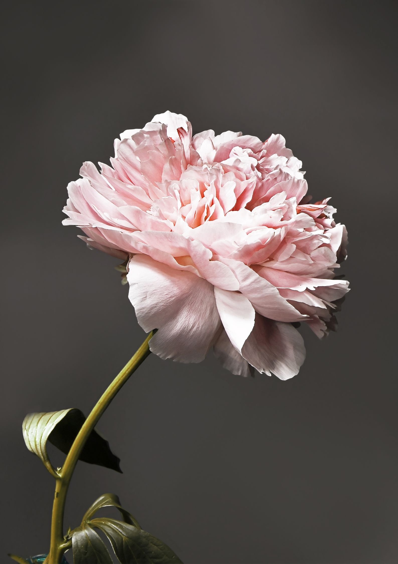 Design uden navn (65) Peony plakat