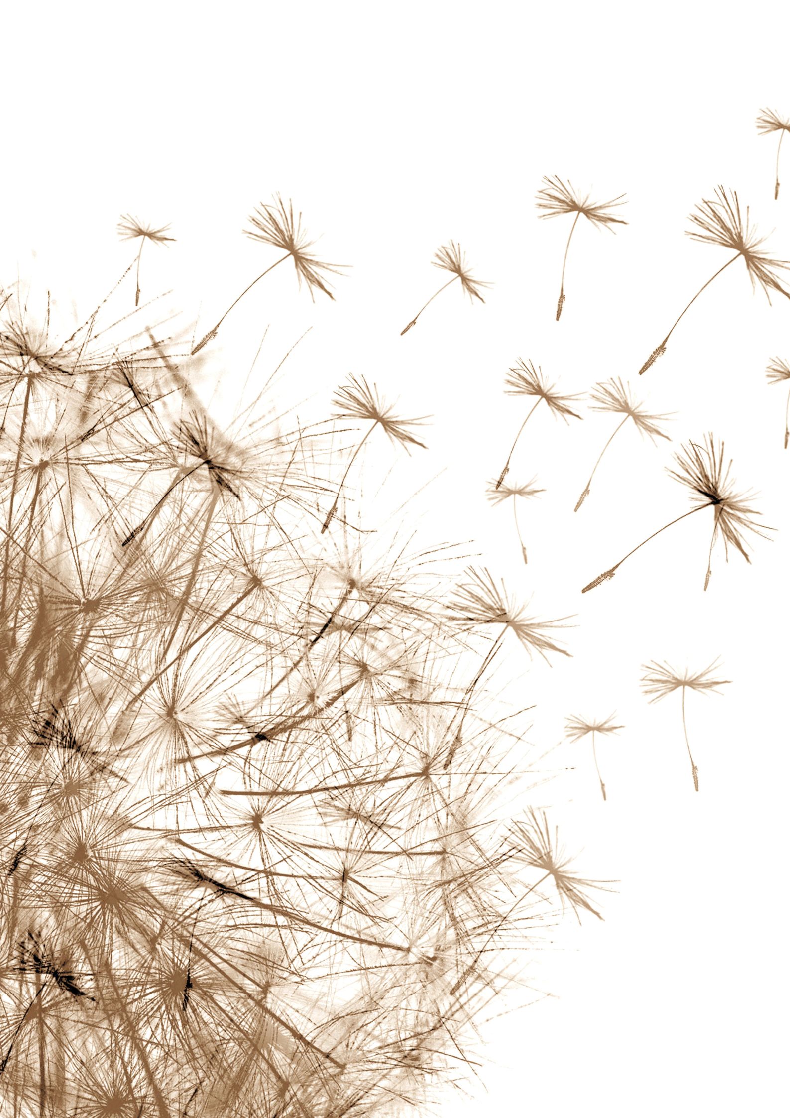 Plakat med mælkebøtte