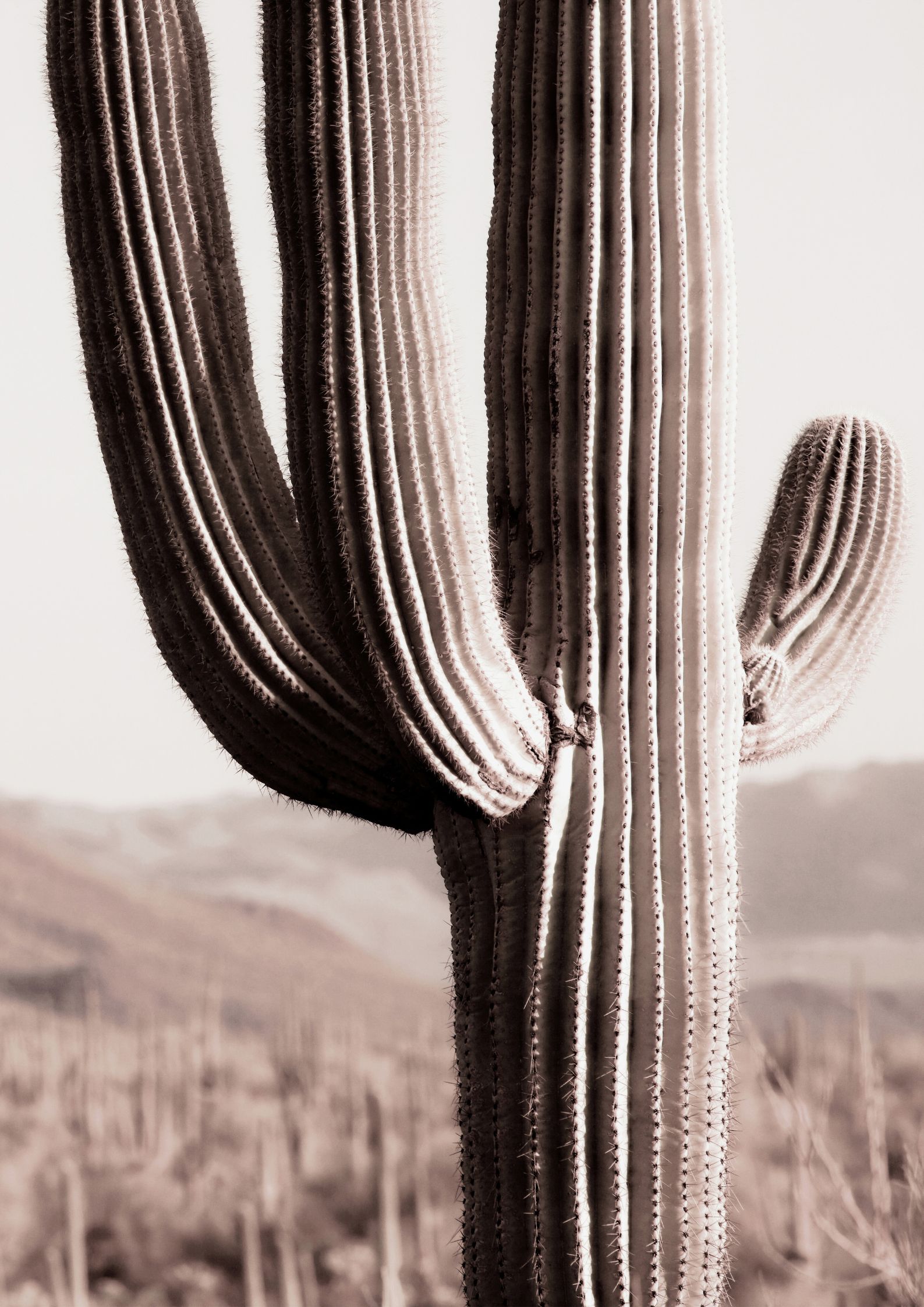 Design uden navn (69) Kaktus plakat