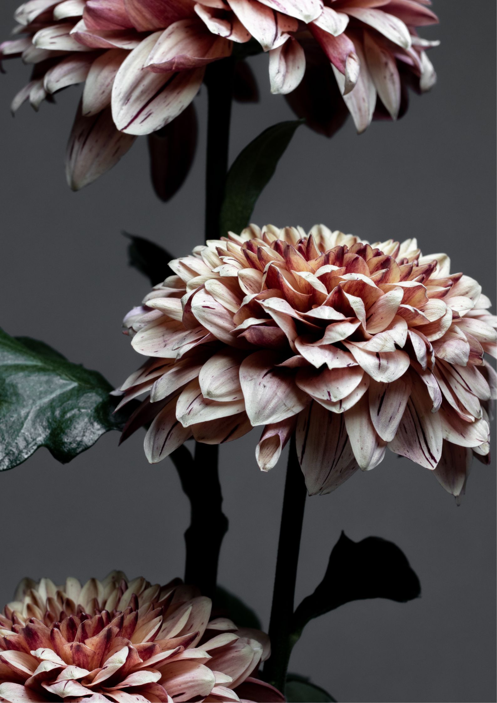 Design uden navn (71) Blomster plakat