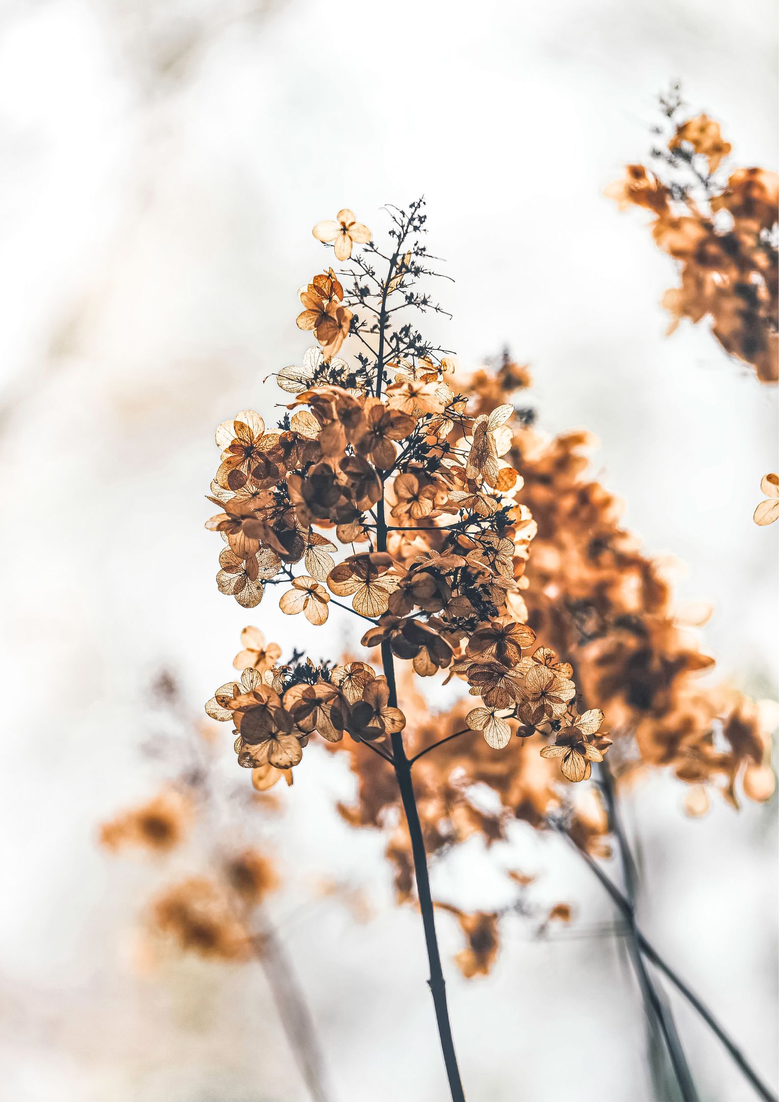 Design uden navn (72) Blomster plakat efterårsfarver