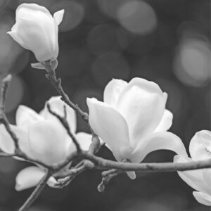 Magnolia plakat