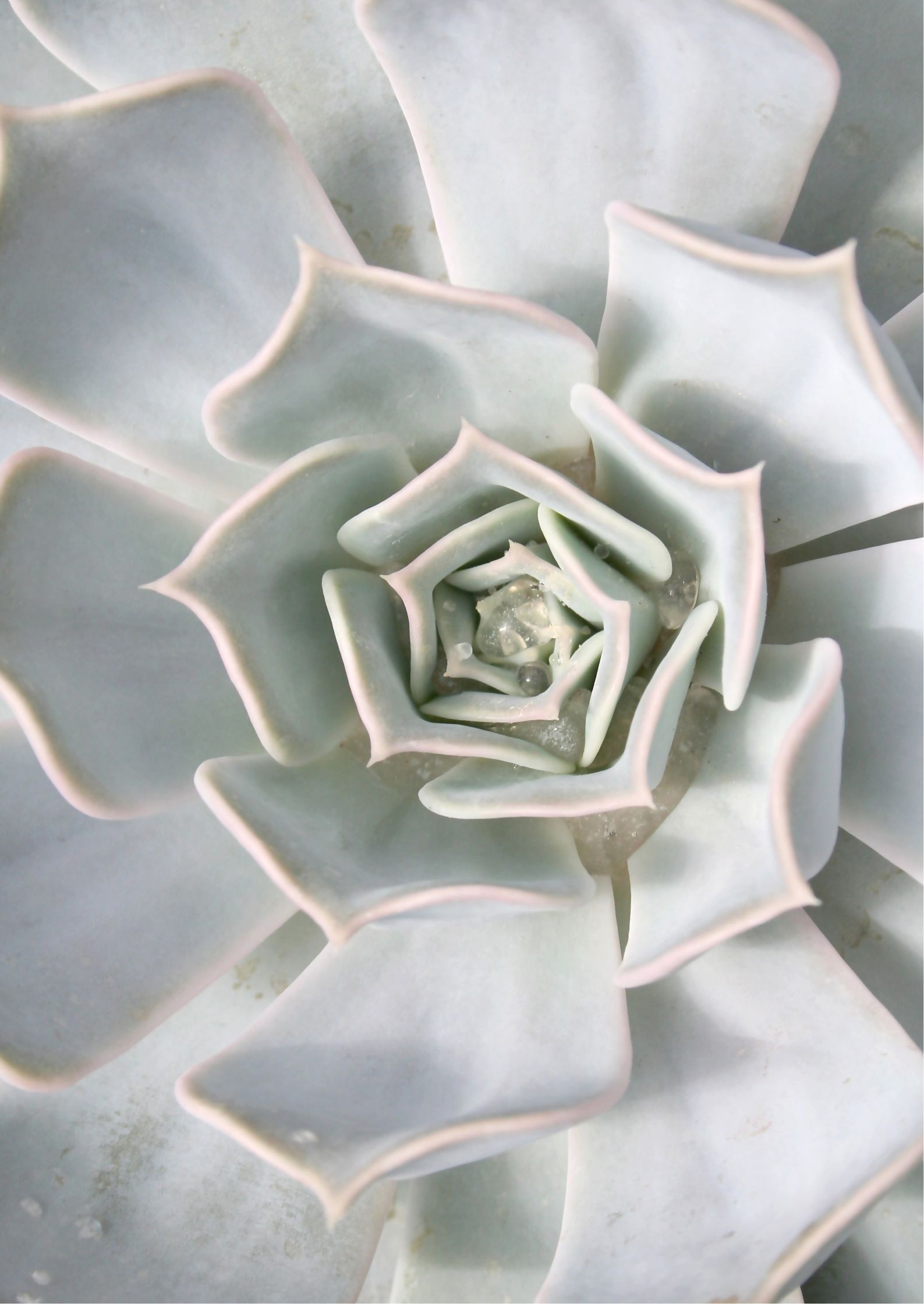 Design uden navn (74) Succulent