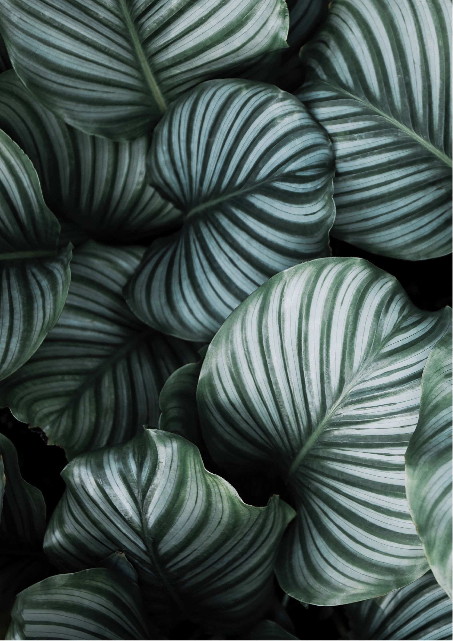 Design uden navn (75) Plakat med grønne blade