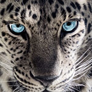 Leopard med blå øjne plakat
