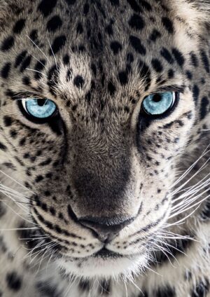 Leopard med blå øjne plakat