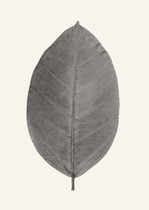 Leaf No2