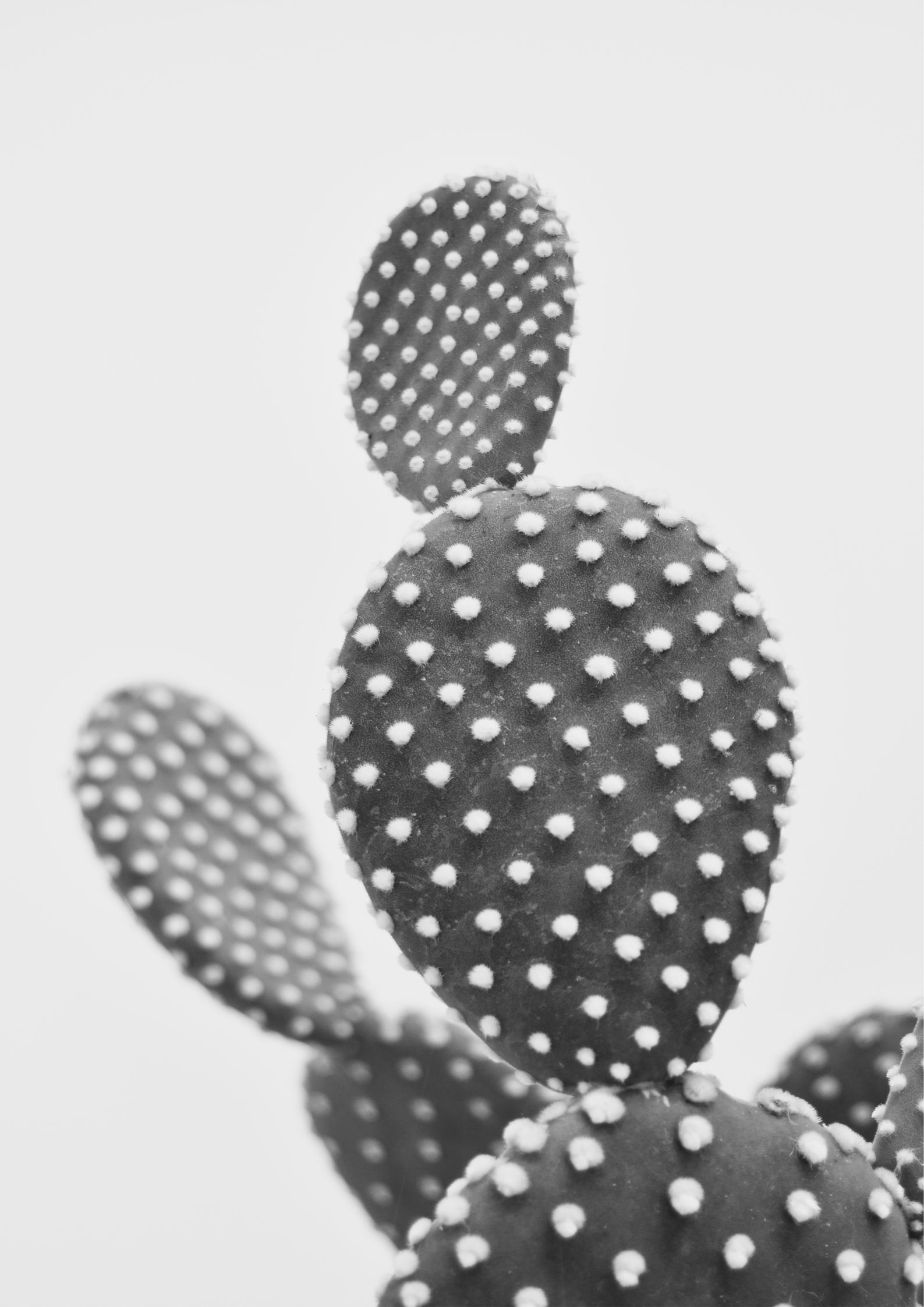 Design uden navn - 2022-12-12T234204.249 Kaktus plakat