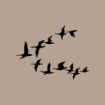 Trækfugle Trækfugle