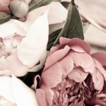 begonia Peonies plakat