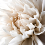 Plakat hvid blomst
