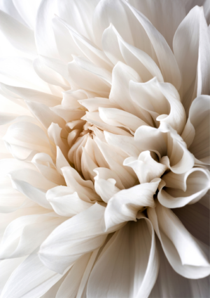 Plakat hvid blomst