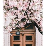 Kirsebærtræ plakat