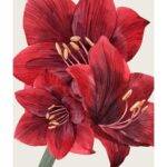 Amaryllis plakat