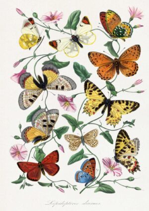 Butterflies plakat
