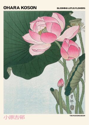 Ohara - Lotus