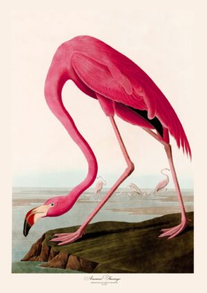 American Flamingo Plakat