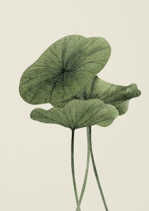 Lotus Leaves lys Plakat