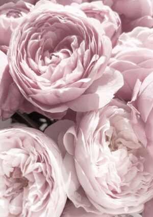 Pink Peony No5