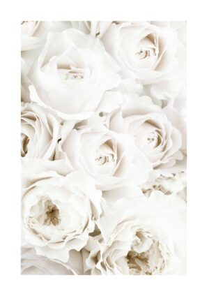 White Peony plakat