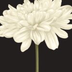 Flower wall art No3 A2