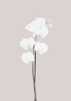 The orchid plakat