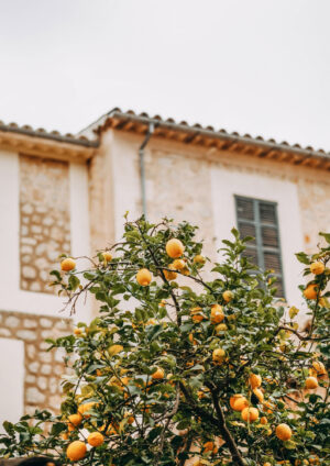 Lemon Tree plakat