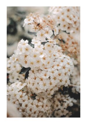 Flowers in Paris plakat