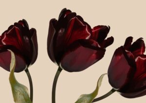 Dark red Tulips Plakat