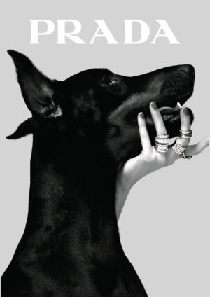 Prada Doberman Plakat